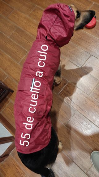 chubasquero perro cachorro