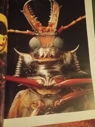 Rostros, paisajes, animales del mundo