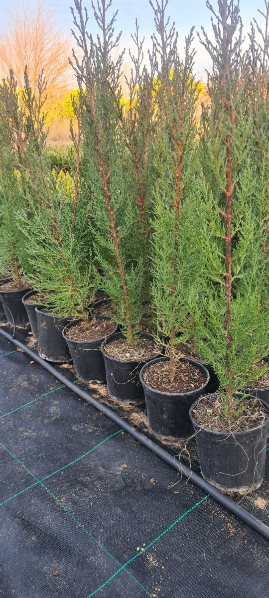 Ciprés sempervirens para setos