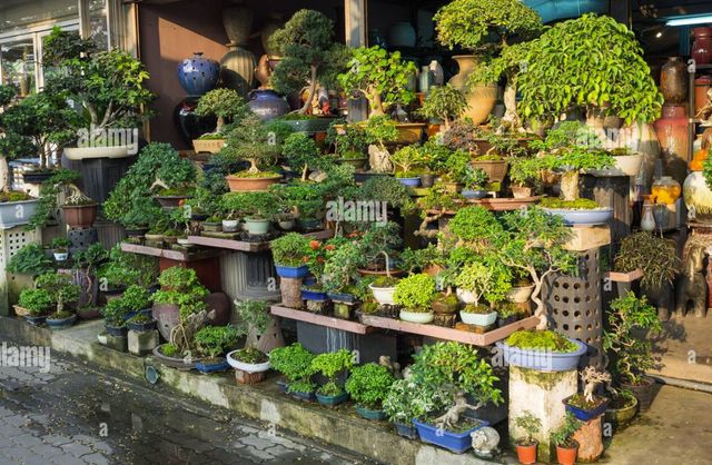 Abono orgánico para bonsái