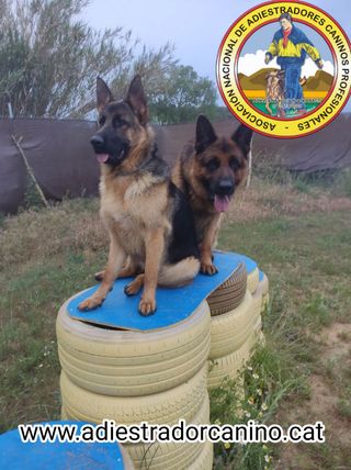 Residencia canina y adiestramiento 