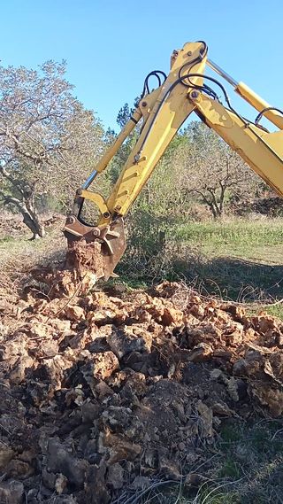 Venta de olivos hornamental