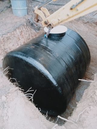 Venta de olivos hornamental