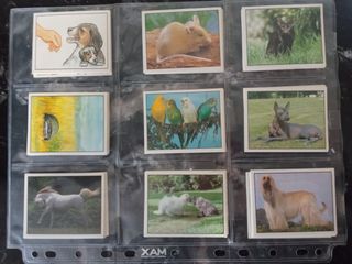 Colección completa sin pegar Animales Favoritos