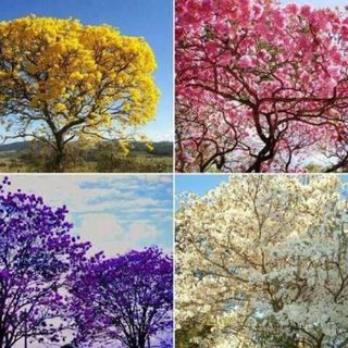 Pack semillas gigantes huerto u otras