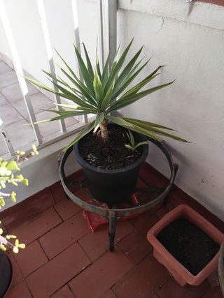 Palmera
