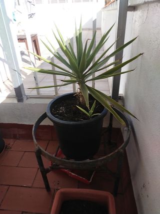 Palmera