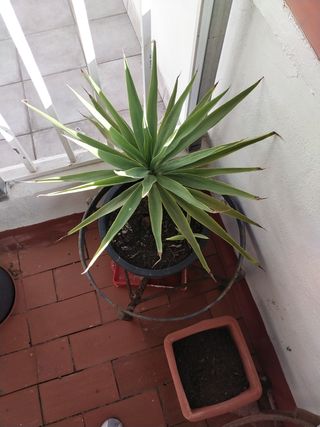 Palmera