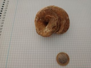 Fósil de caracola