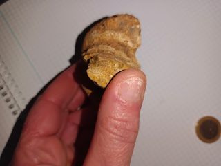 Fósil de caracola