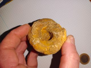 Fósil de caracola
