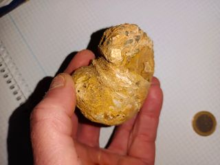 Fósil de caracola