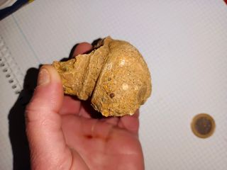 Fósil de caracola