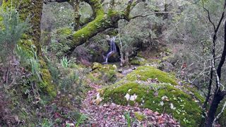 Habitación en rancho forestal