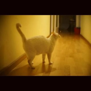 Kodak Projection Ektanar Lens 2" f/1.6