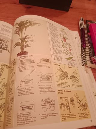 cuidado de las plantas de interior