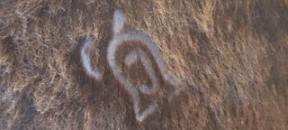 Alfombra piel de vaca 2x2 m nueva.