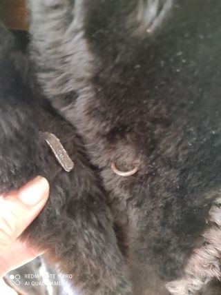 Abrigo cazadora de piel.