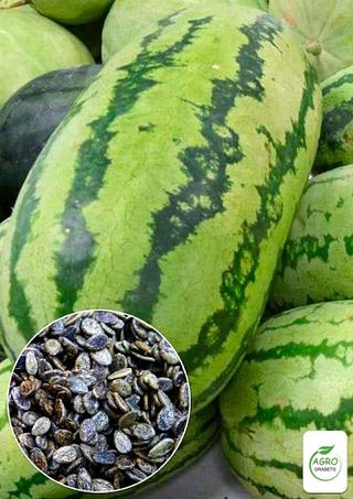 Semillas de Sandia Yubiley (5 unidades)