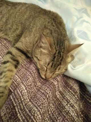 Ventiladores Ordenador 50x50 12 voltios nuevos