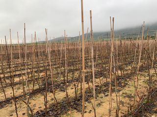 Plantas de pistachos