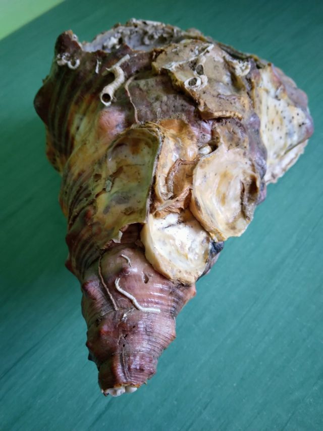 Grandisimo 800gr Caracol marino y otros Mirar