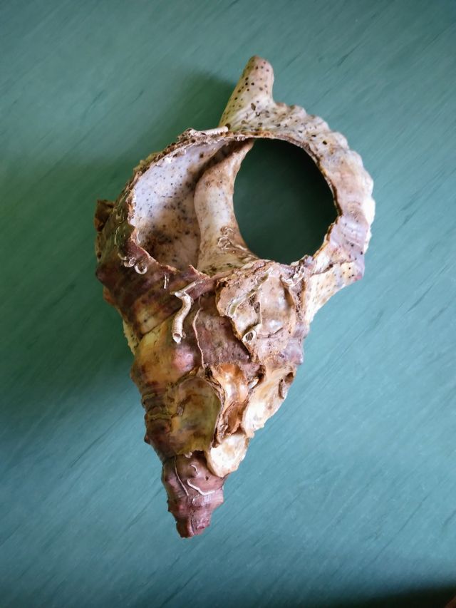 Grandisimo 800gr Caracol marino y otros Mirar