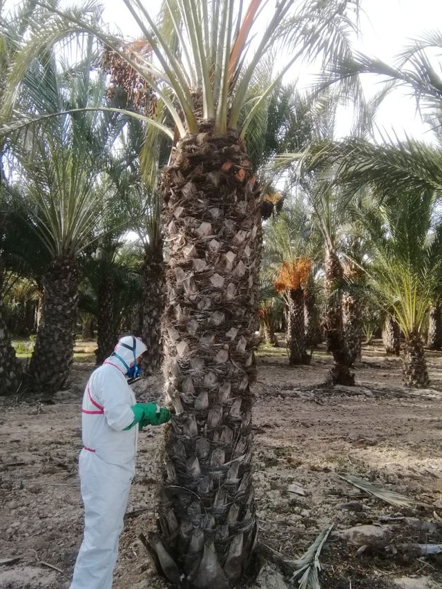 tratamiento picudo rojo