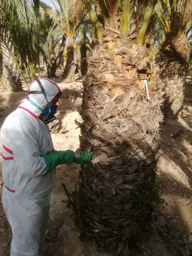 tratamiento picudo rojo