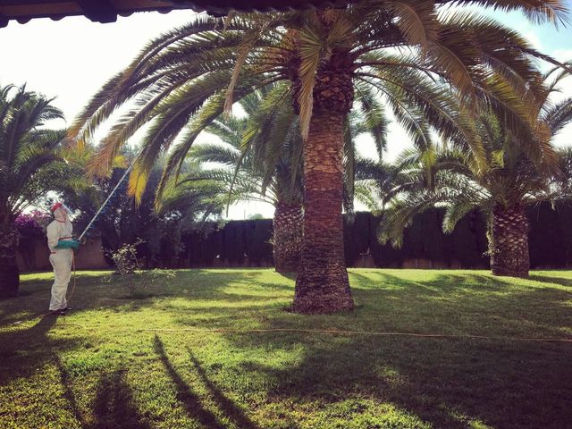 tratamiento picudo rojo