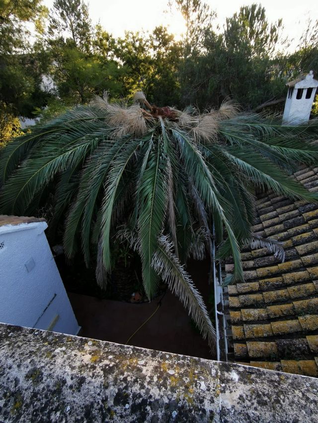 tratamiento picudo rojo