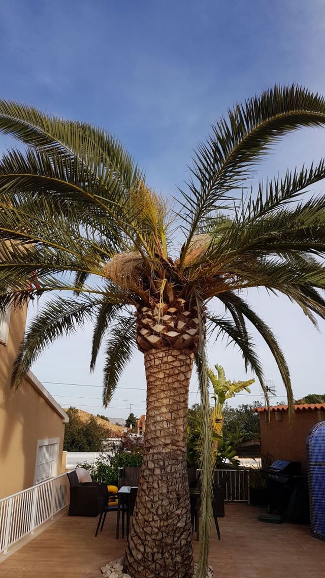 tratamiento picudo rojo