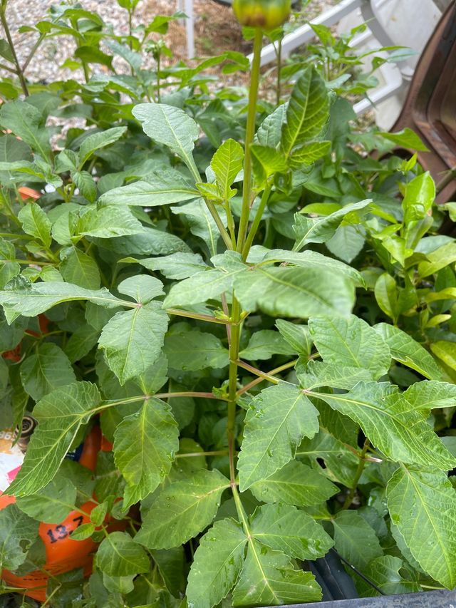 Bulbos de dalia. Varios colores.