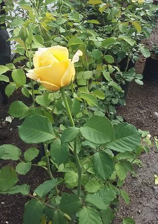 Rosal perfumado