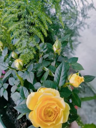 Rosal perfumado