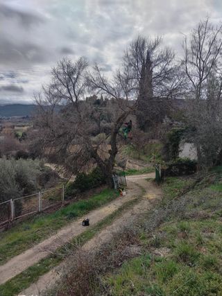 Poda en altura: árboles y palmeras