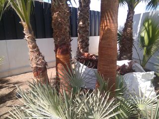 Poda en altura: árboles y palmeras