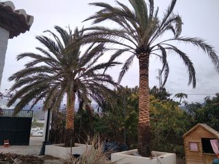 Poda en altura: árboles y palmeras