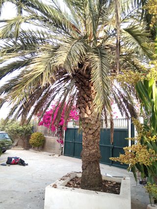 Poda en altura: árboles y palmeras