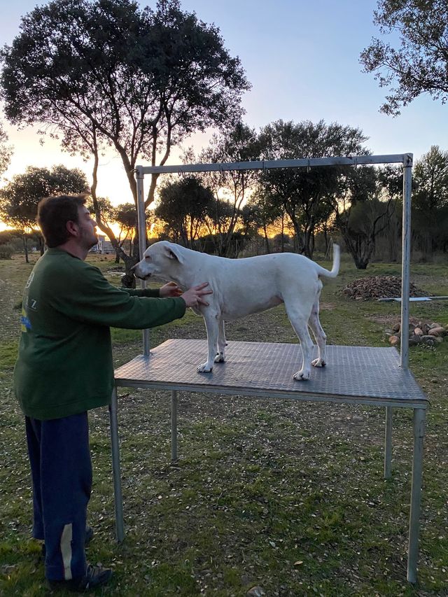 Mesa peluquería canina. Como nueva