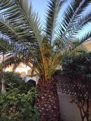 30 semillas Phoenix Canariensis / Phoenix Datilera