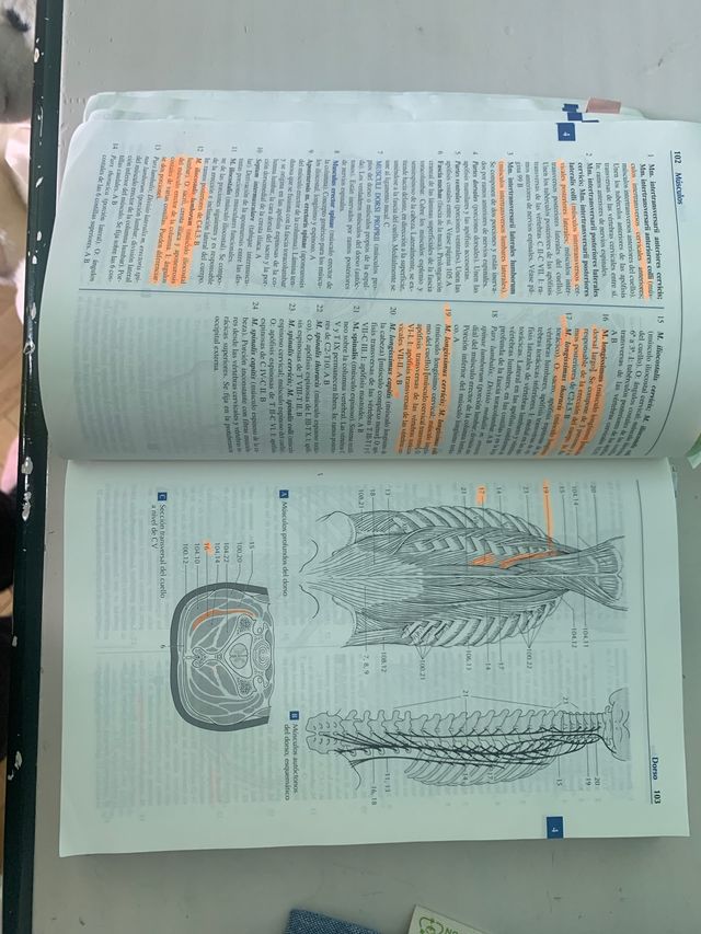 Nomenclatura anatómica ilustrada