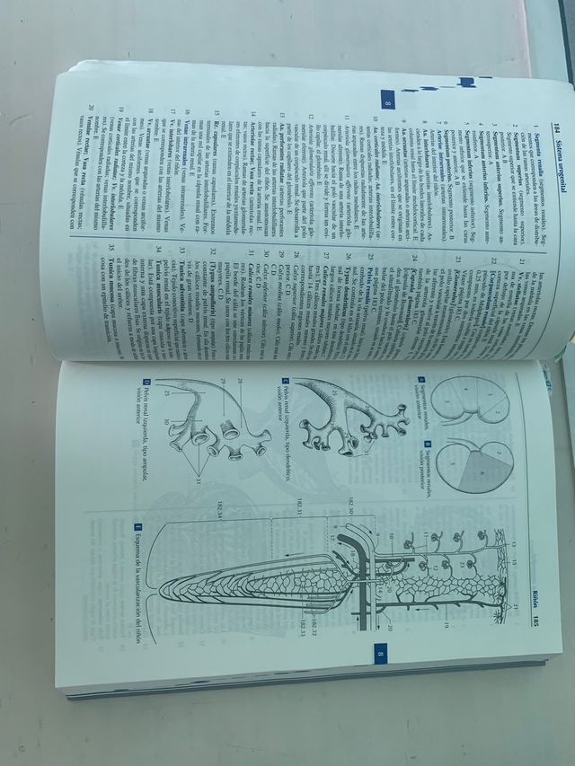 Nomenclatura anatómica ilustrada