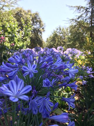 Diseño y mantenimiento de jardines