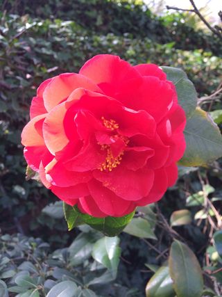 Diseño y mantenimiento de jardines