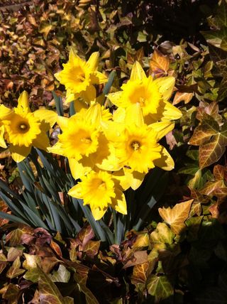 Diseño y mantenimiento de jardines
