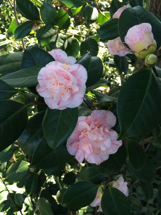 Diseño y mantenimiento de jardines