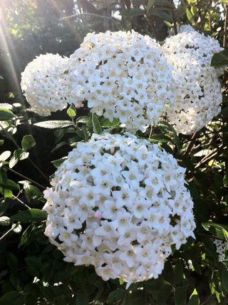 Diseño y mantenimiento de jardines