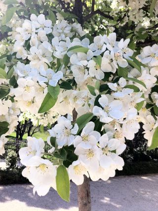 Diseño y mantenimiento de jardines