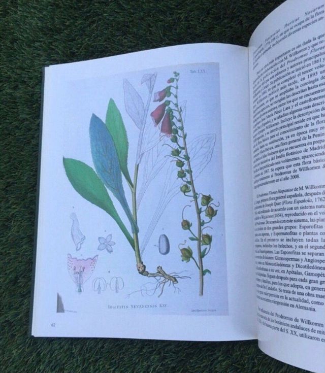 Naturaleza de Andalucia LA FLORA